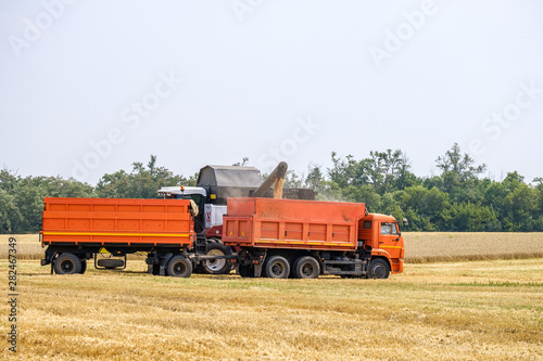 An agricultural combine harvester unloads wheat in a truck in a summer field. © Nekrasov