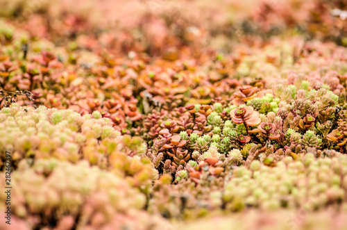 Fotografía Close-up of a section of a vegetated roof with red, orange, green and pink sedum