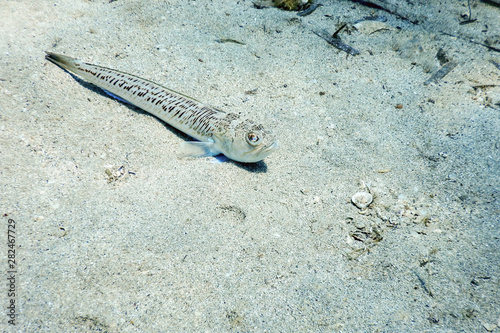 Greater Weever on Sandy Sea Floor (Trachinus draco) Underwater photo