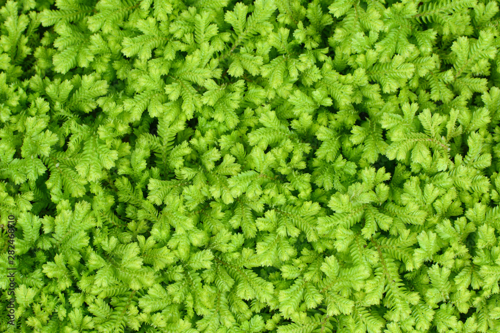 Obraz premium Krauss's clubmoss natural green background, scientific name Selaginella kraussiana