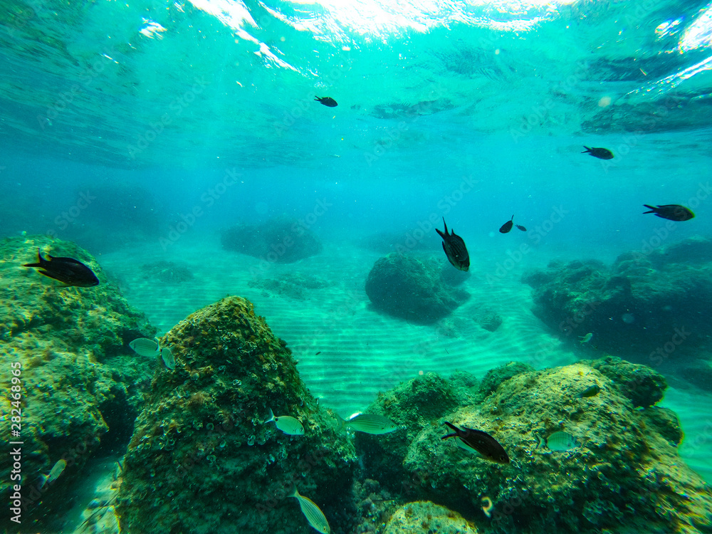 Fototapeta premium underwater background and free space for your decoration.