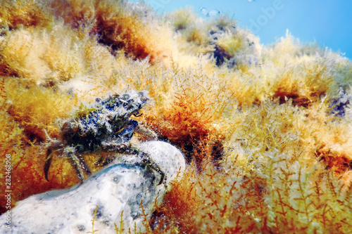 Konstfotografi European Spider Crab (Maja squinado) Underwater Scene, Underwater Life