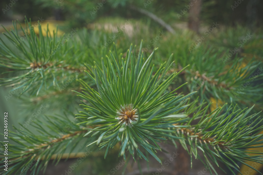 closeup of pine branch closeup of pine branch