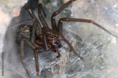 Big house spider (tegenaria domestica) sits in the net for capturing insects © Reiner