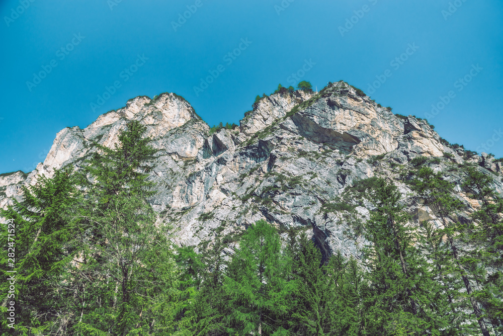 Obraz premium landscape view of alps mountains peak fir tree on background
