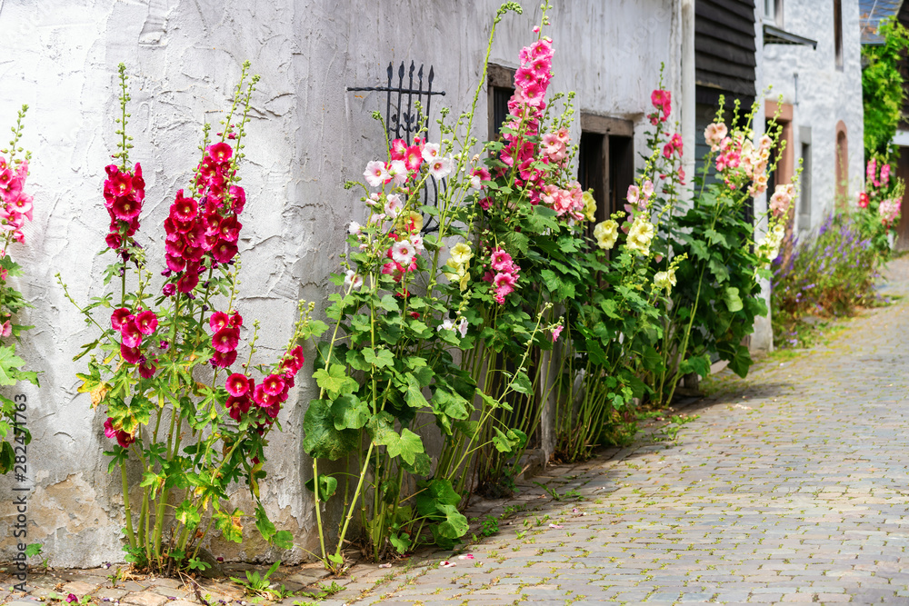 flourish hollyhocks in front of an old farm house in an old village
