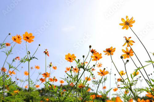Yellow cosmos flowers against the bright blue sky. © Passakorn