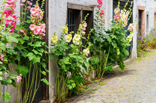 flourish hollyhocks in front of an old farm house in an old village