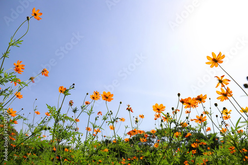 Yellow cosmos flowers against the bright blue sky.