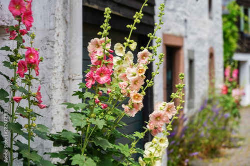Tableau sur toile flourish hollyhocks in front of an old farm house in an old village