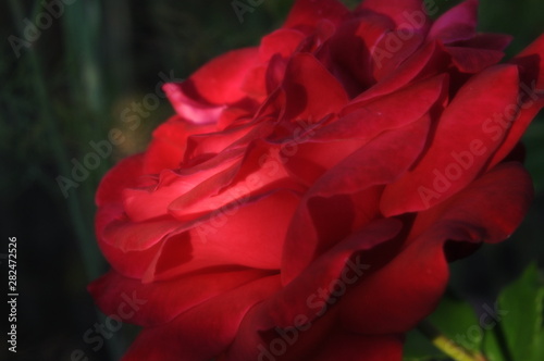Dark red rose on a dark background. Moody Floral