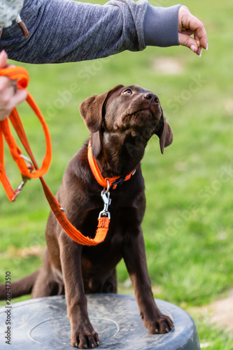 woman with a young labrador dog on a dog training field