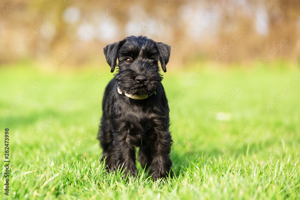 portrait of a standard schnauzer puppy who sits on the meadow portrait of a standard schnauzer puppy who sits on the meadow