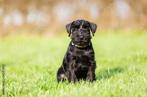 portrait of a standard schnauzer puppy who sits on the meadow