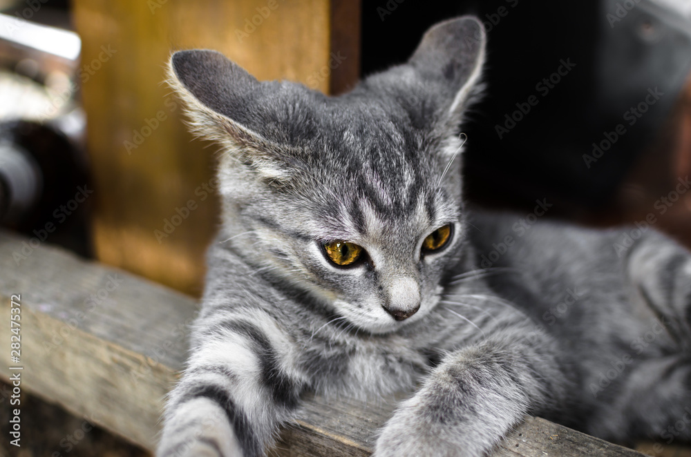 Portrait of a cunning and curious gray kitten lying under the table Portrait of a cunning and curious gray kitten lying under the table