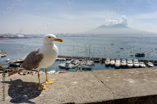 Widok na Wezuwiusza z portu w Neapolu z mewą na pierwszym planie photo