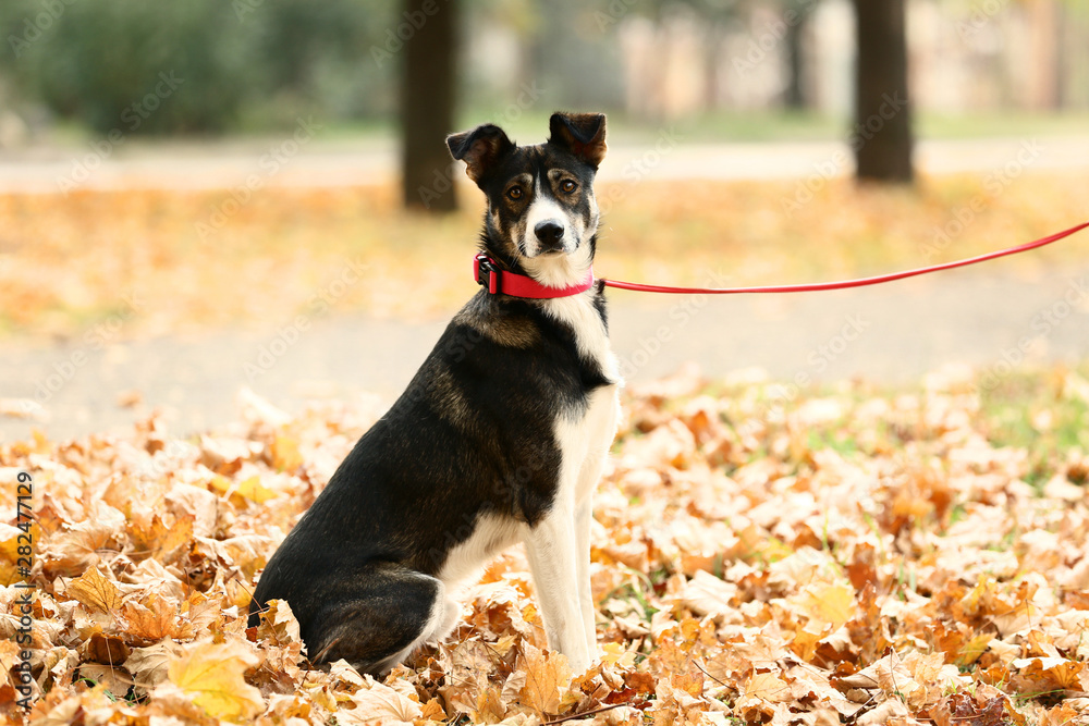Beautiful dog with collar in autumn park Beautiful dog with collar in autumn park