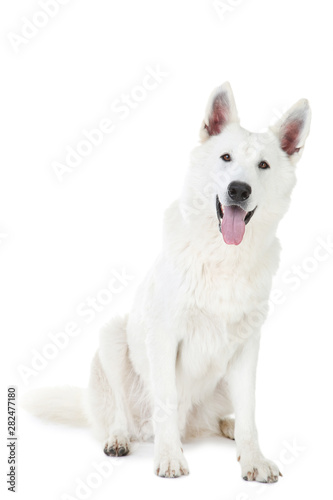 Swiss shepherd dog isolated on white background