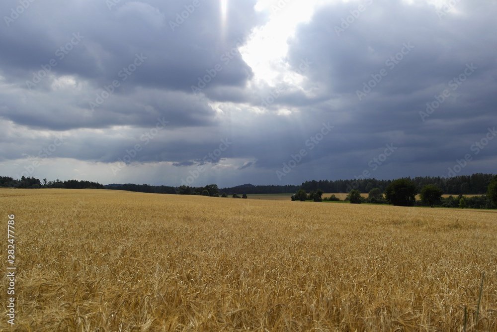 Dunkle Wolken eines aufkommenden Gewitters verdecken die Sonne über einem großen Getreidefeld mit Gerste kurz vor der Ernte