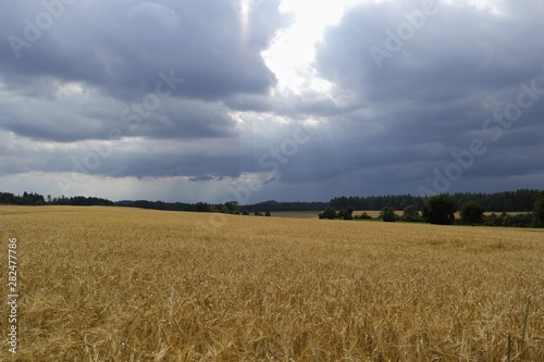 Dunkle Wolken eines aufkommenden Gewitters verdecken die Sonne   ber einem gro  en Getreidefeld mit Gerste kurz vor der Ernte