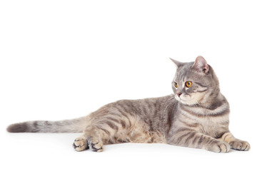 Beautiful cat lying on white background