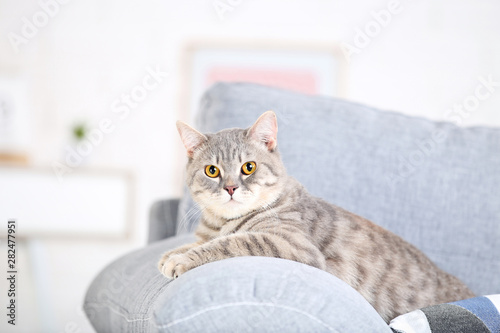 Beautiful cat lying on grey sofa