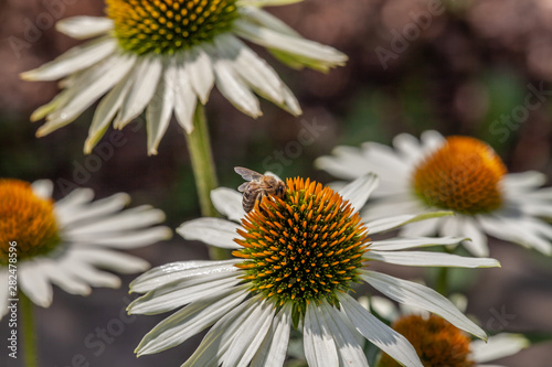 a bee on a white blooming coneflower  echinacea 