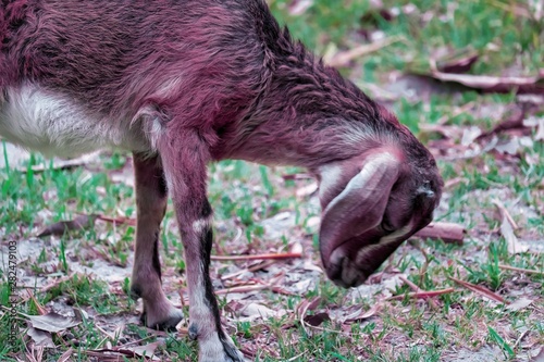 goat on farm- goat eating grass