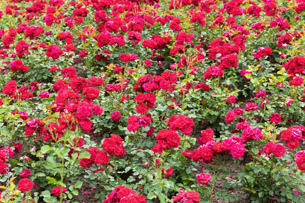 garden bed planted with red roses