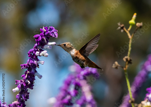 Allen's Hummingbird (Selasphorus sasin) Feeding in Flight