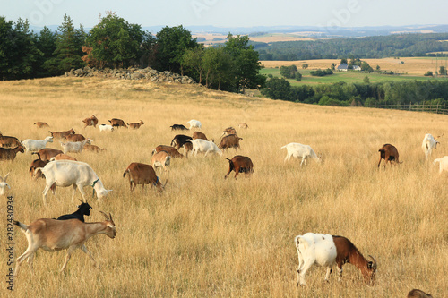 Grazing herd of goats in the fields, dry grass