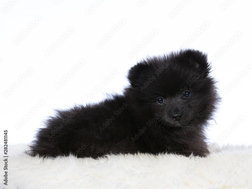 Cute Kleinspitz puppy portrait. The pup is 10 weeks old. Image taken in a studio with white background. Cute Kleinspitz puppy portrait. The pup is 10 weeks old. Image taken in a studio with white background.