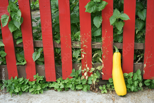 Golden Zucchini Rustic red fence