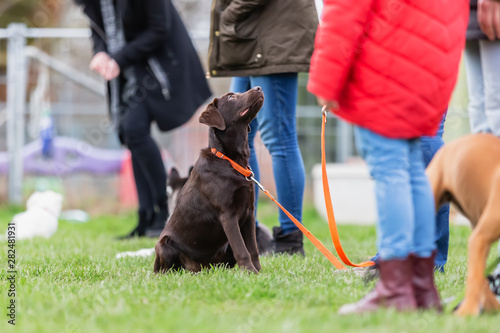 woman with a young boxer dog at the puppy school