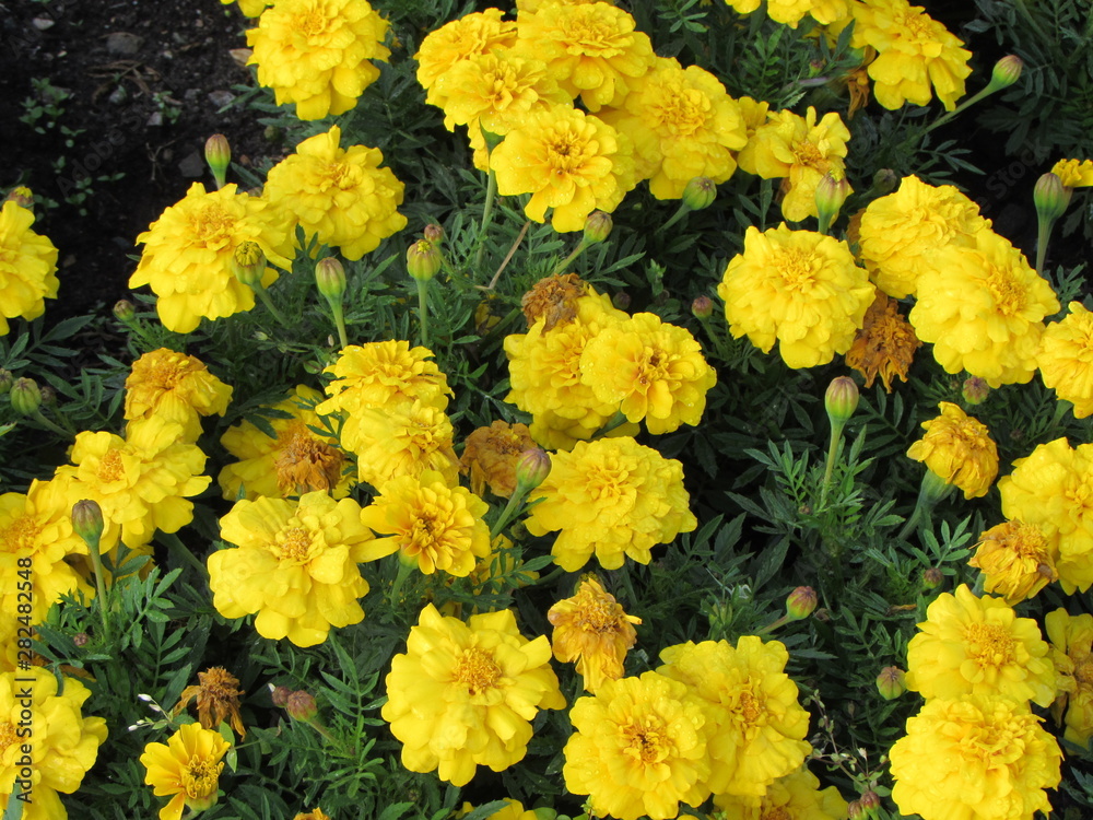 flower. Flowers. Nature. flower. Flowers. Nature.