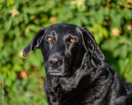 portrait of black Labrador dog