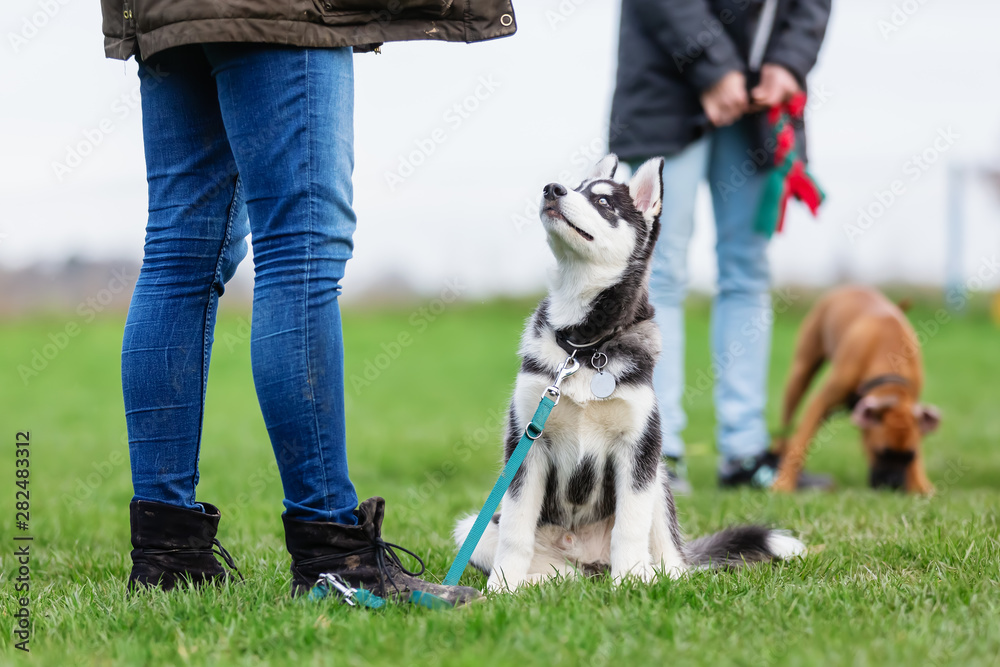 woman with a husky puppy at the puppy school - obrazy, fototapety, plakaty 