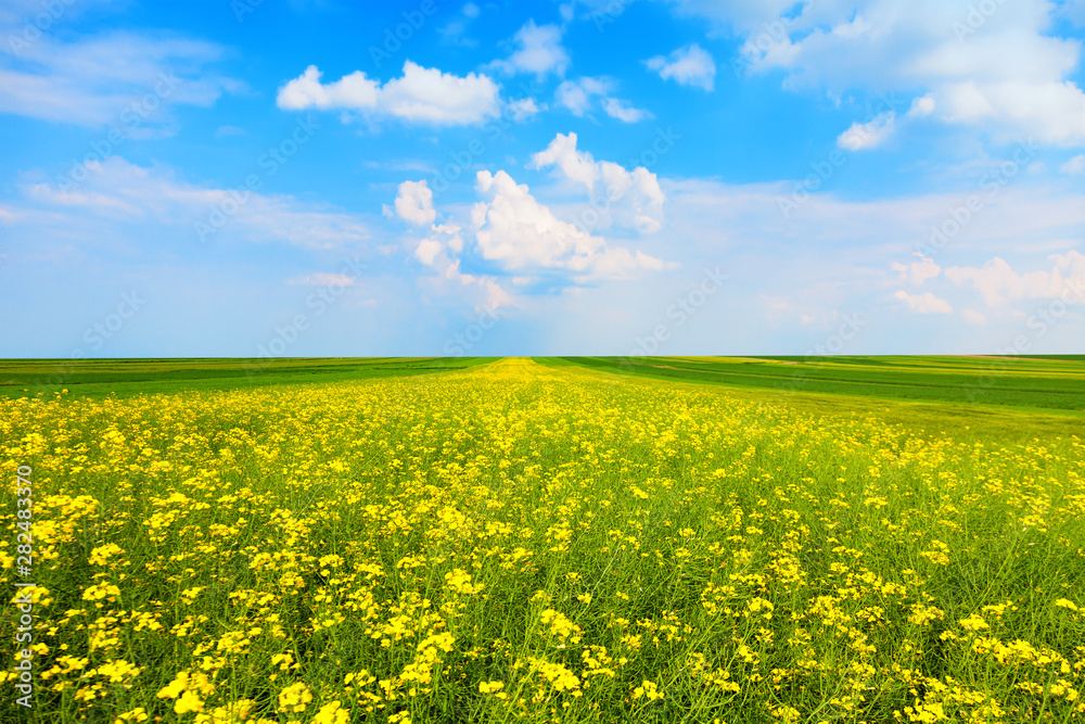 Fototapeta premium Meadow and blue sky with clouds