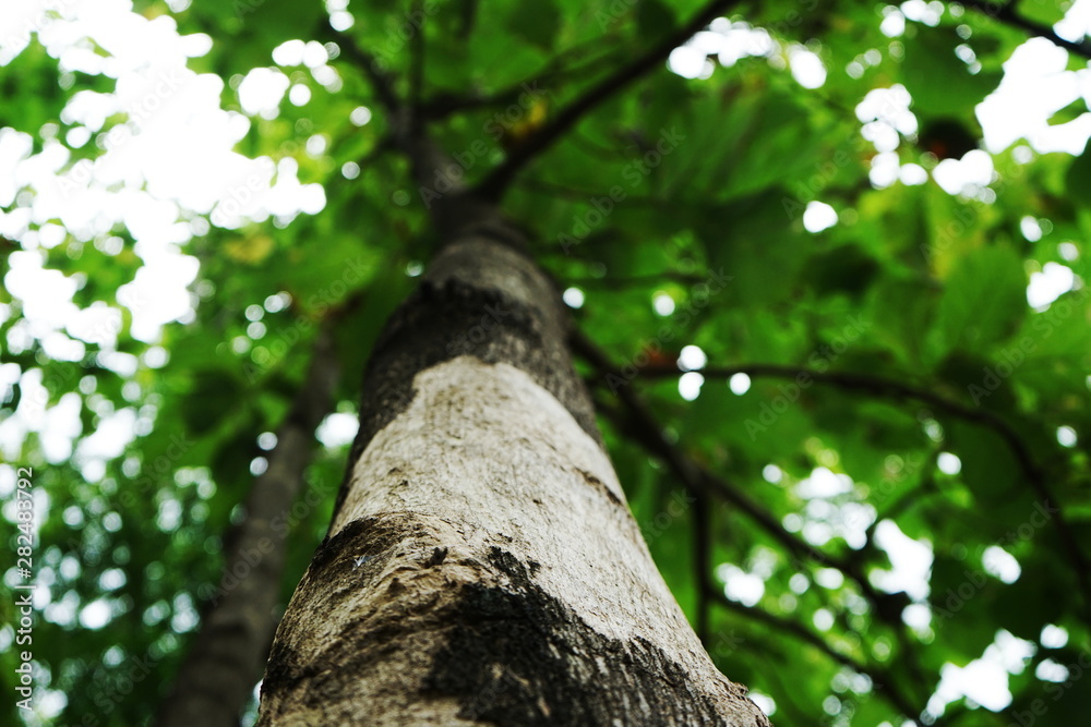Fototapeta premium Trees in the park in thailand