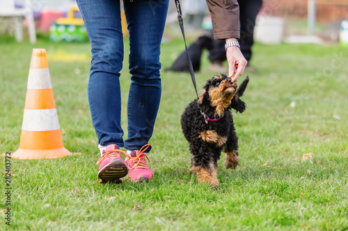 Bilde på lerret woman trains with a young poodle