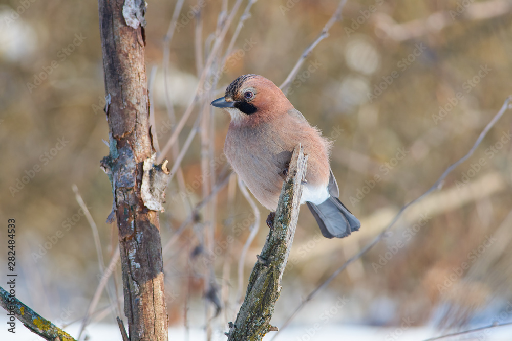 Bird - Eurasian jay sitting on a branch covered with lichen in the winter forest on a background of trees. Bird - Eurasian jay sitting on a branch covered with lichen in the winter forest on a background of trees.