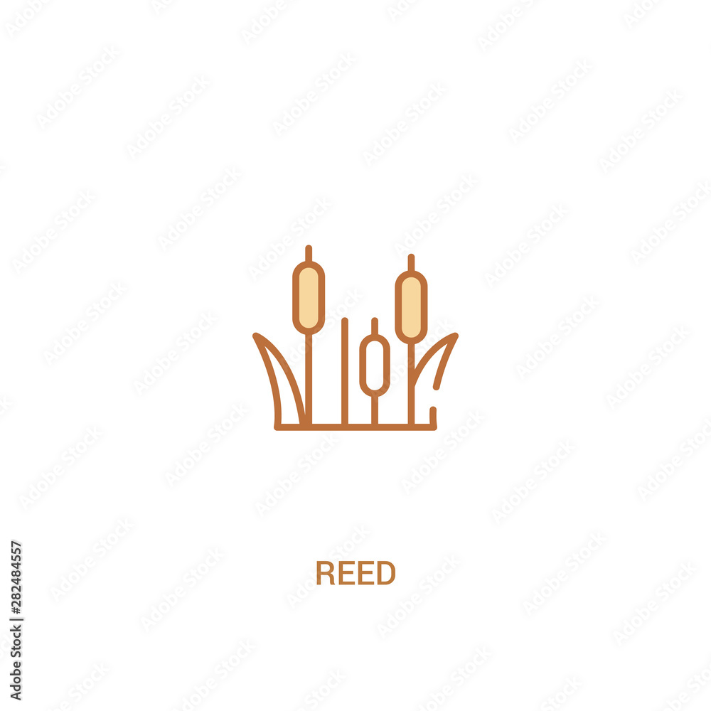 reed concept 2 colored icon. simple line element illustration. outline brown reed symbol. can be used for web and mobile ui/ux. reed concept 2 colored icon. simple line element illustration. outline brown reed symbol. can be used for web and mobile ui/ux.