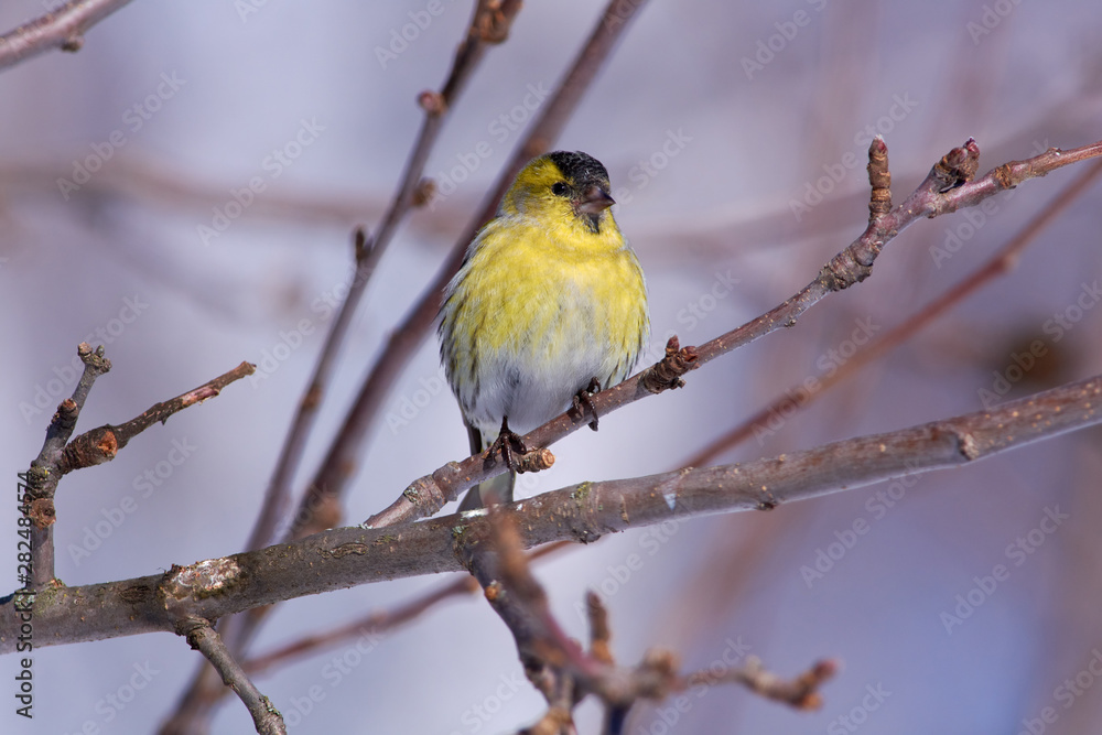 Bird - Siskin sitting on a branch of a wild apple tree in the forest in early spring on the background of branches. Bird - Siskin sitting on a branch of a wild apple tree in the forest in early spring on the background of branches.