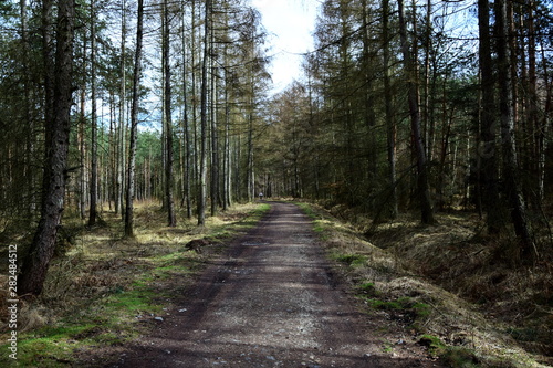 path in the forest