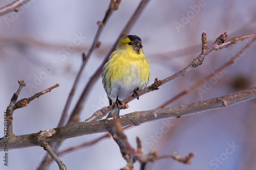 Bird - Siskin sitting on a branch of a wild apple tree in the forest in early spring on the background of branches.