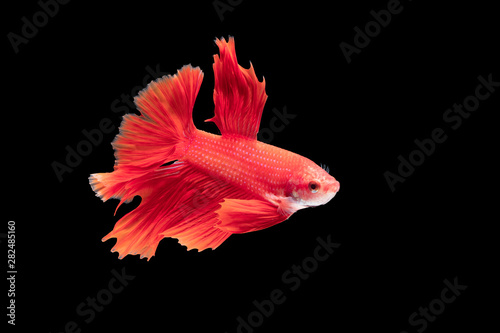 Red Siamese fighting fish on black background, with clipping path
