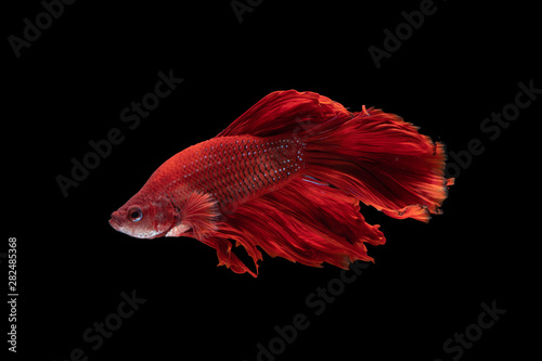 red siamese fighting fish on black background, with clipping path