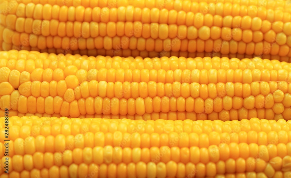 Yellow corns as background. Corn vegetable pattern. Background of bulk of yellow corn grains. Shiny corns. Sweet corn ears background - Image Yellow corns as background. Corn vegetable pattern. Background of bulk of yellow corn grains. Shiny corns. Sweet corn ears background - Image