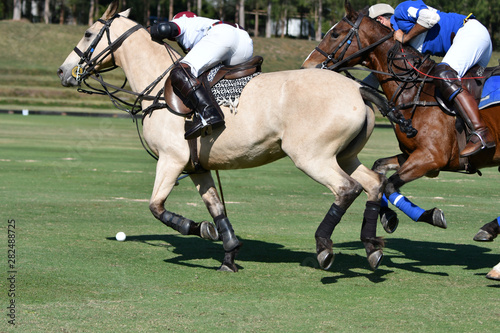 Fighting with horse polo players in polo match. © Hola53