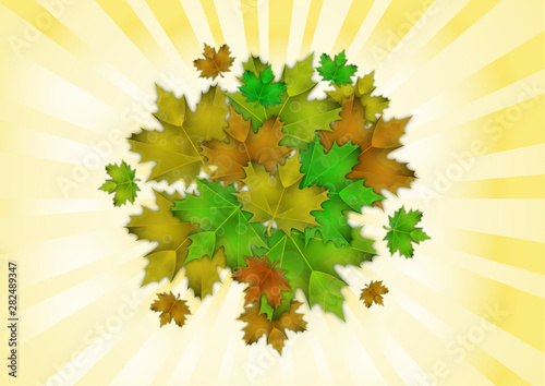Bright maple leaves. The concept of a beautiful autumn.